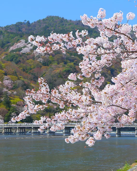 嵐山 櫻