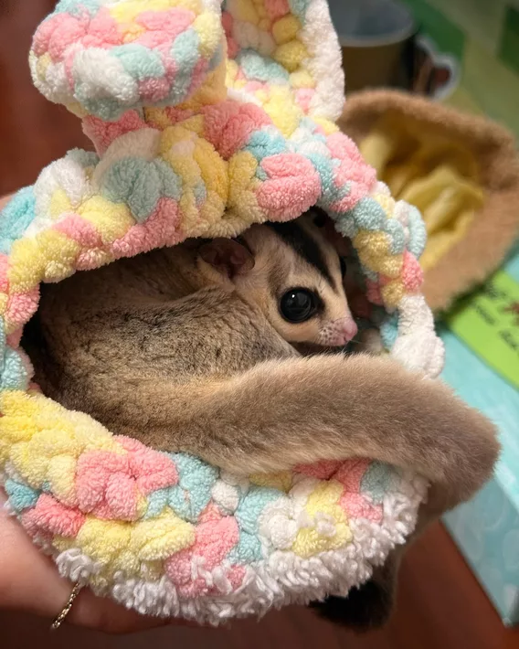 飛鼠幼兒園
